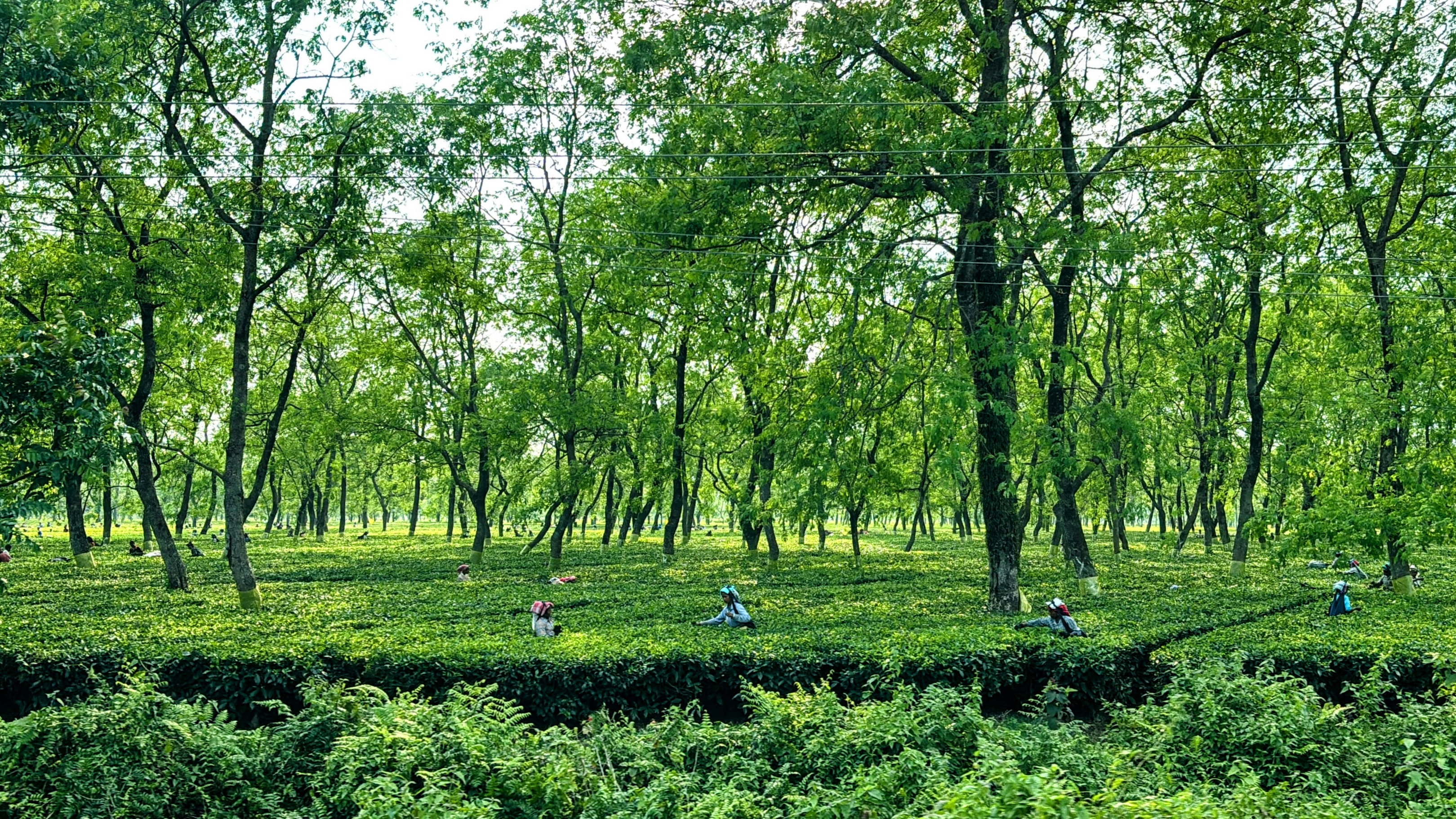The lush green tea gardens of West Bengal