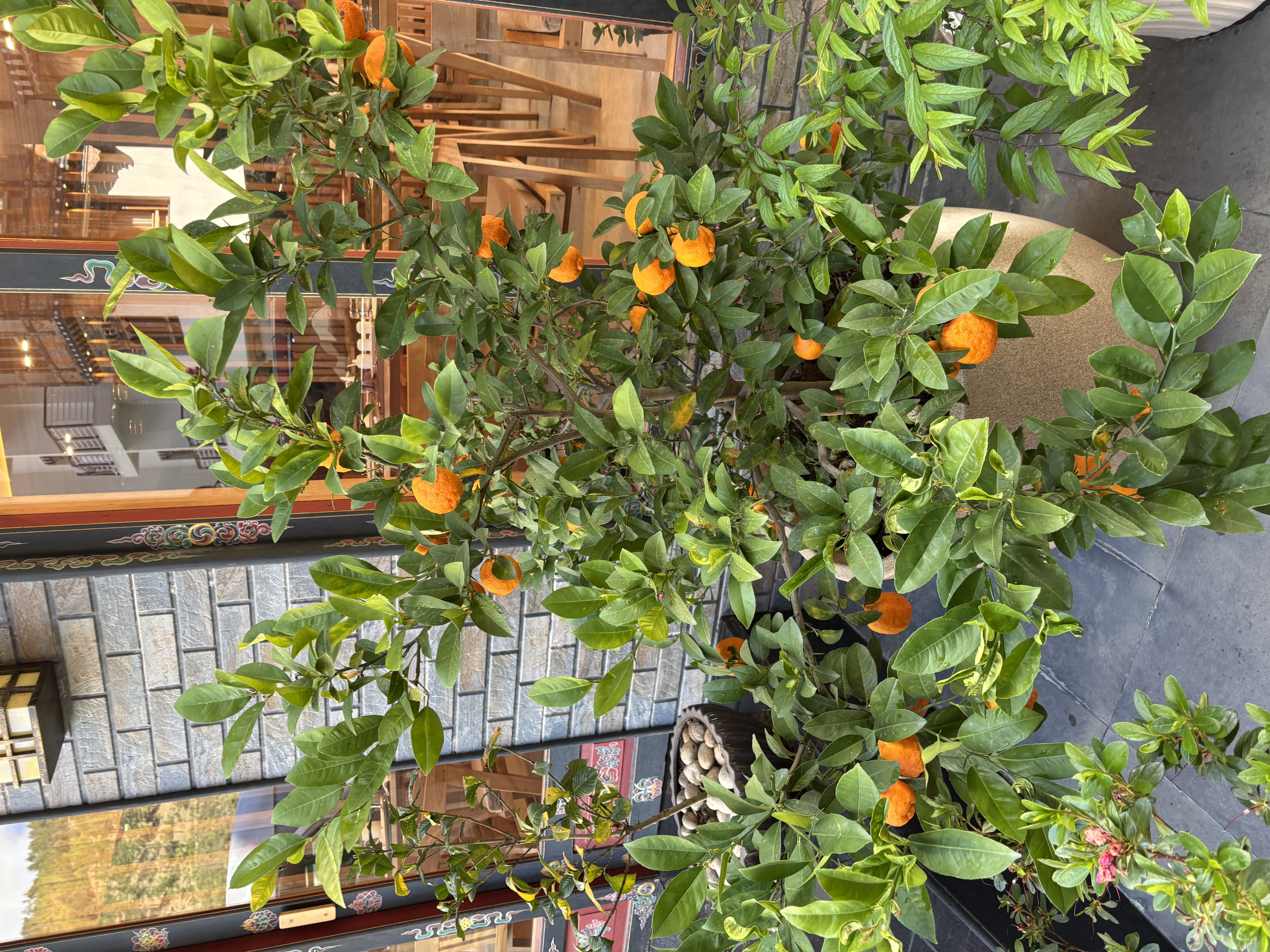 Small orange plants in the parking area of the hotel