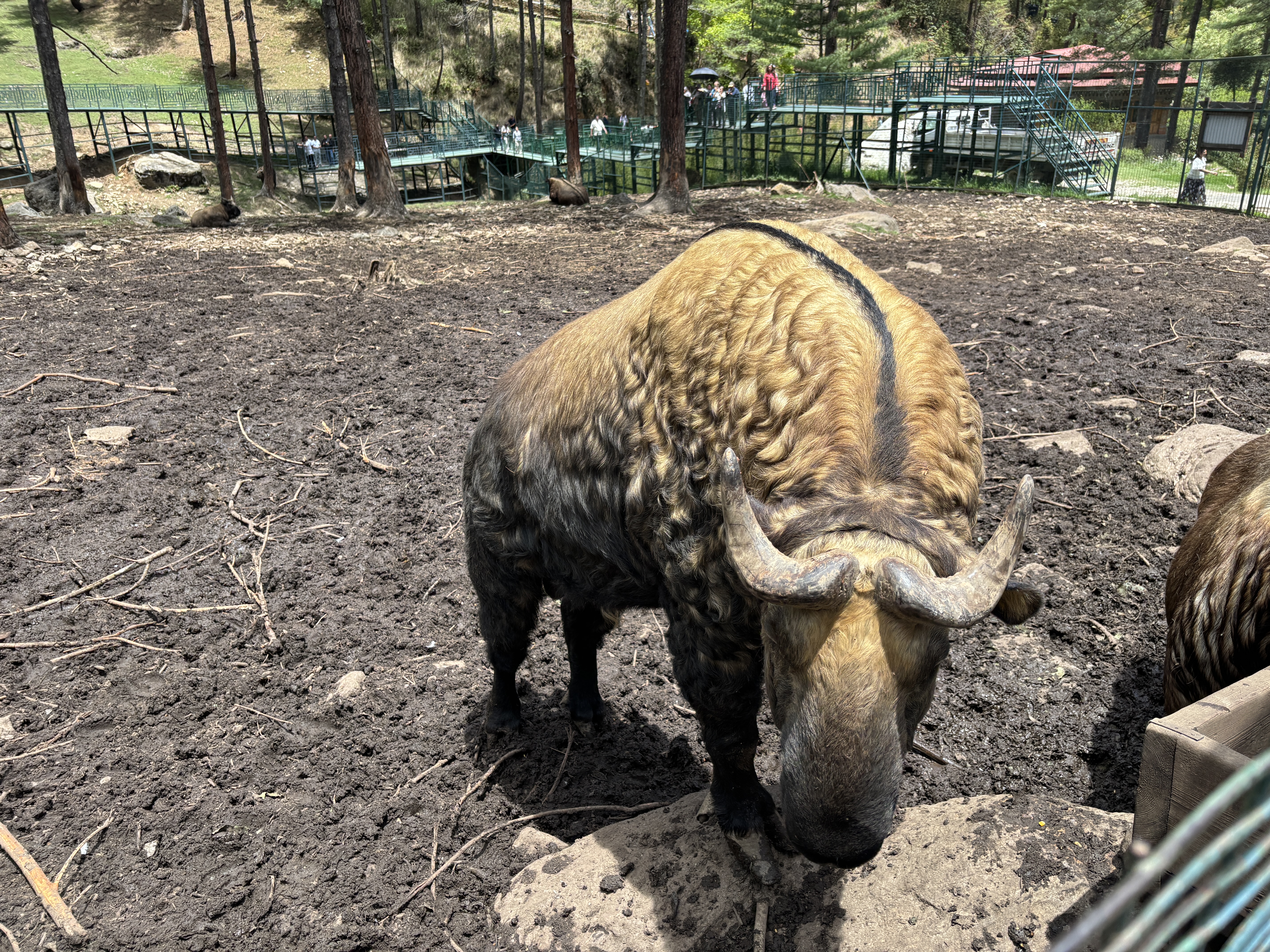 The Takin — Bhutan's national animal, looking as improbable in person as the myth suggests