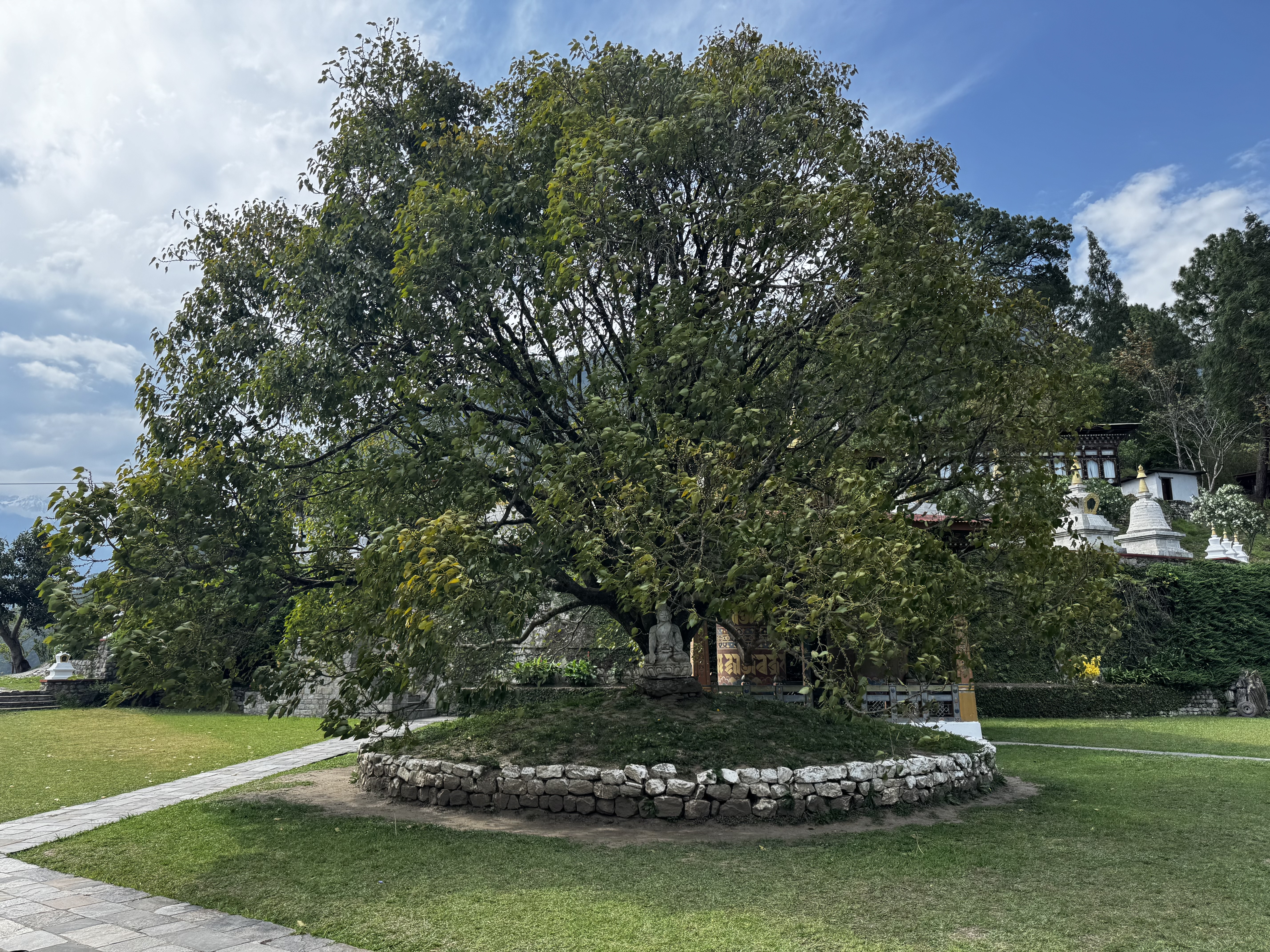 The Banyan tree at Namgyal Chorten courtyard