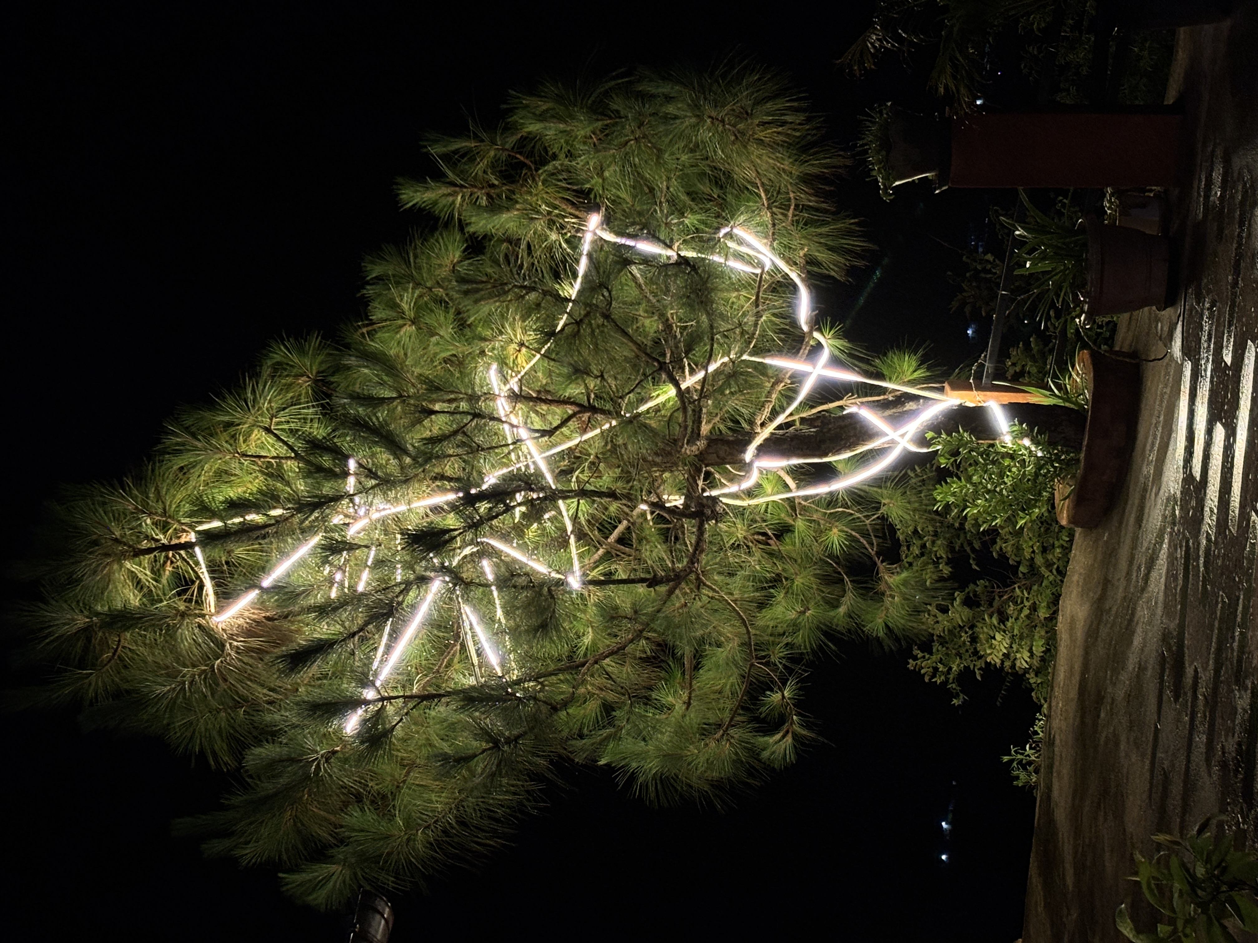 A beautiful tree light setup at the place we were staying