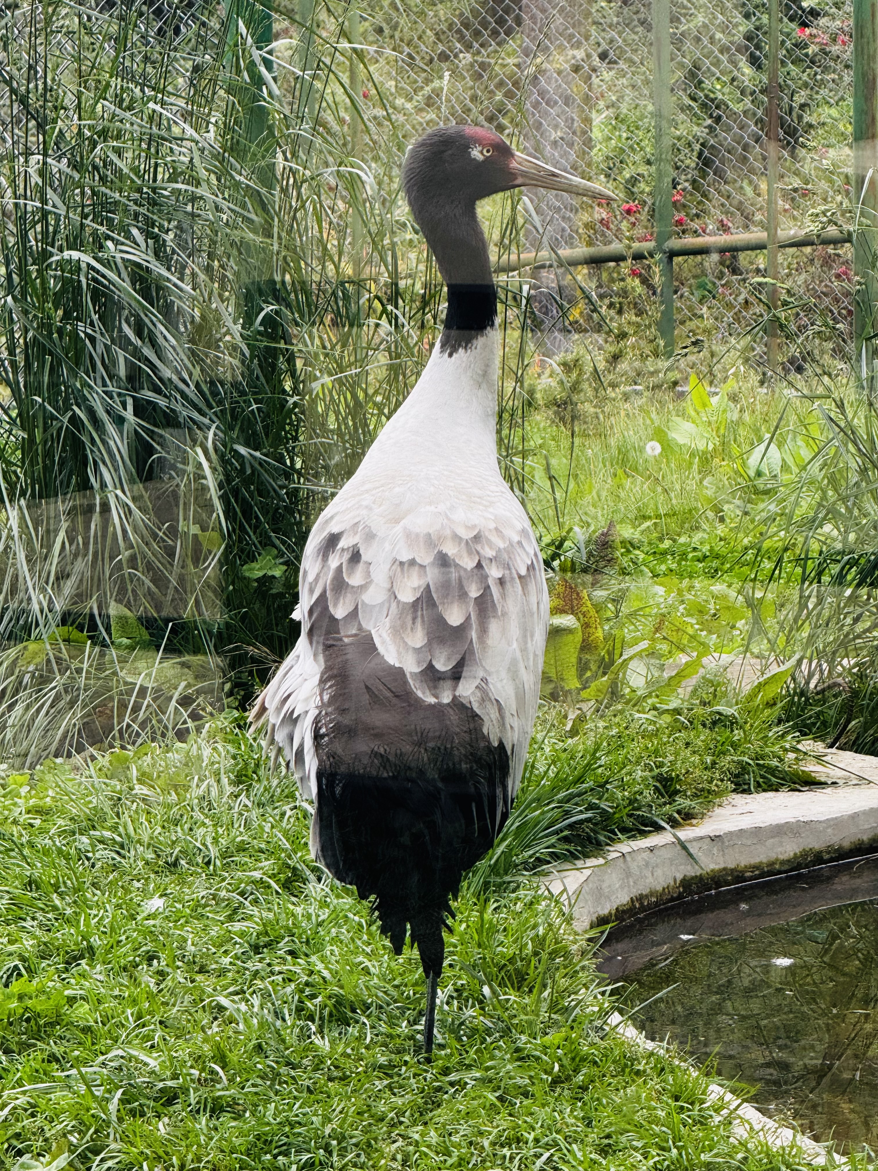 The black-necked crane — Phobjikha's celebrated winter visitor