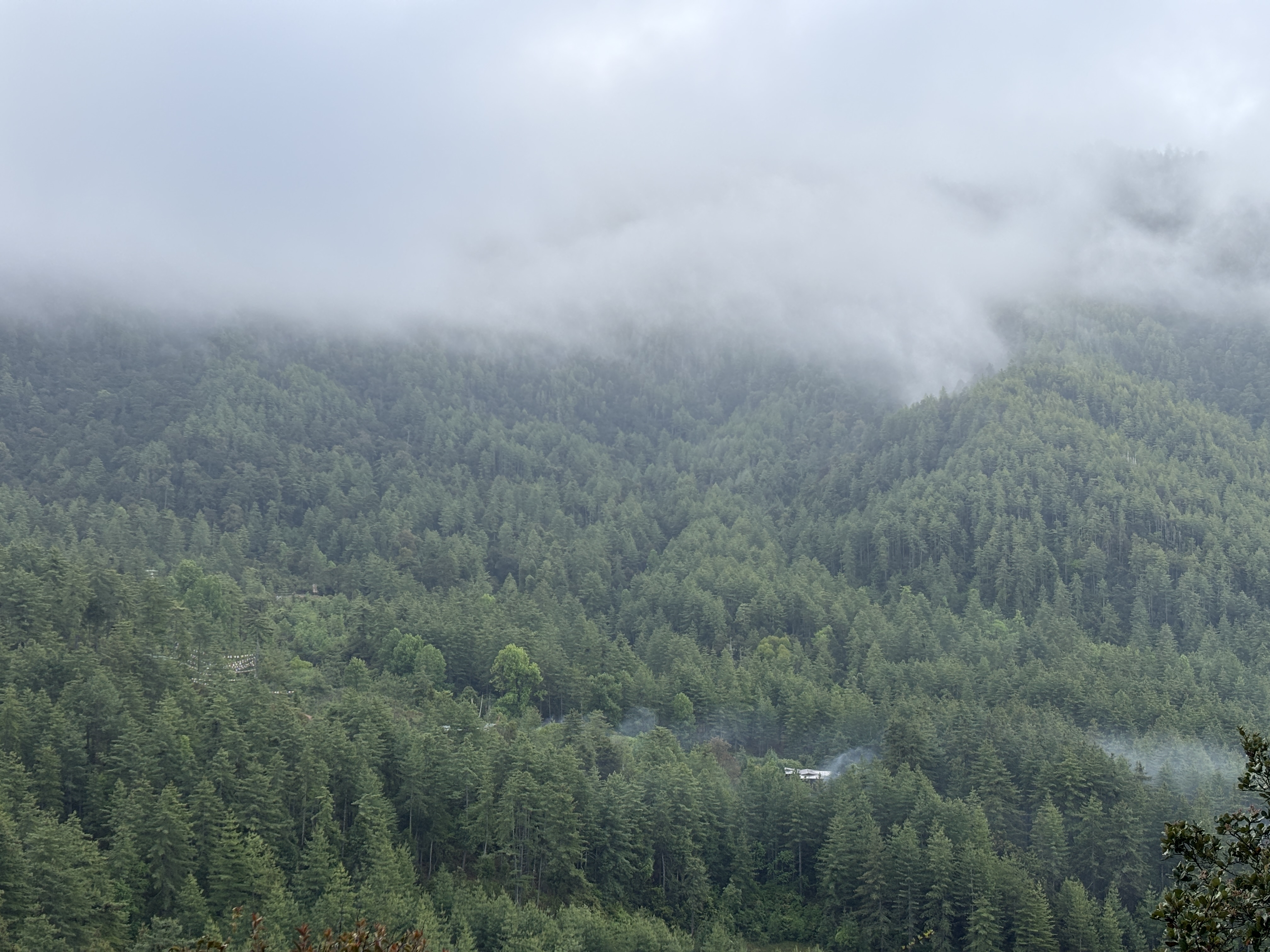 Pine forest opening up to the valley as the climb begins