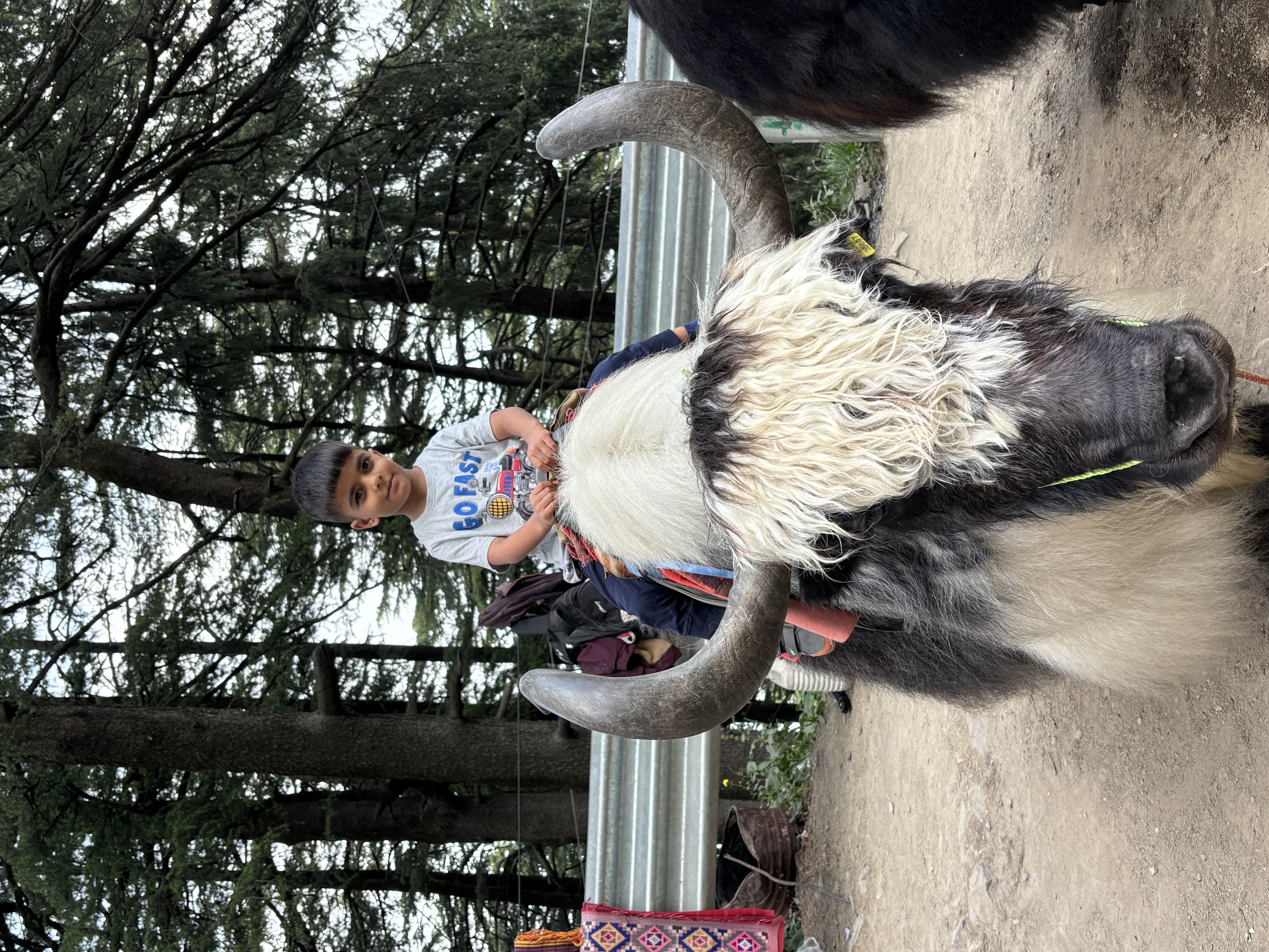 Kids posing with poor yaks who are often exploited for such touristy things