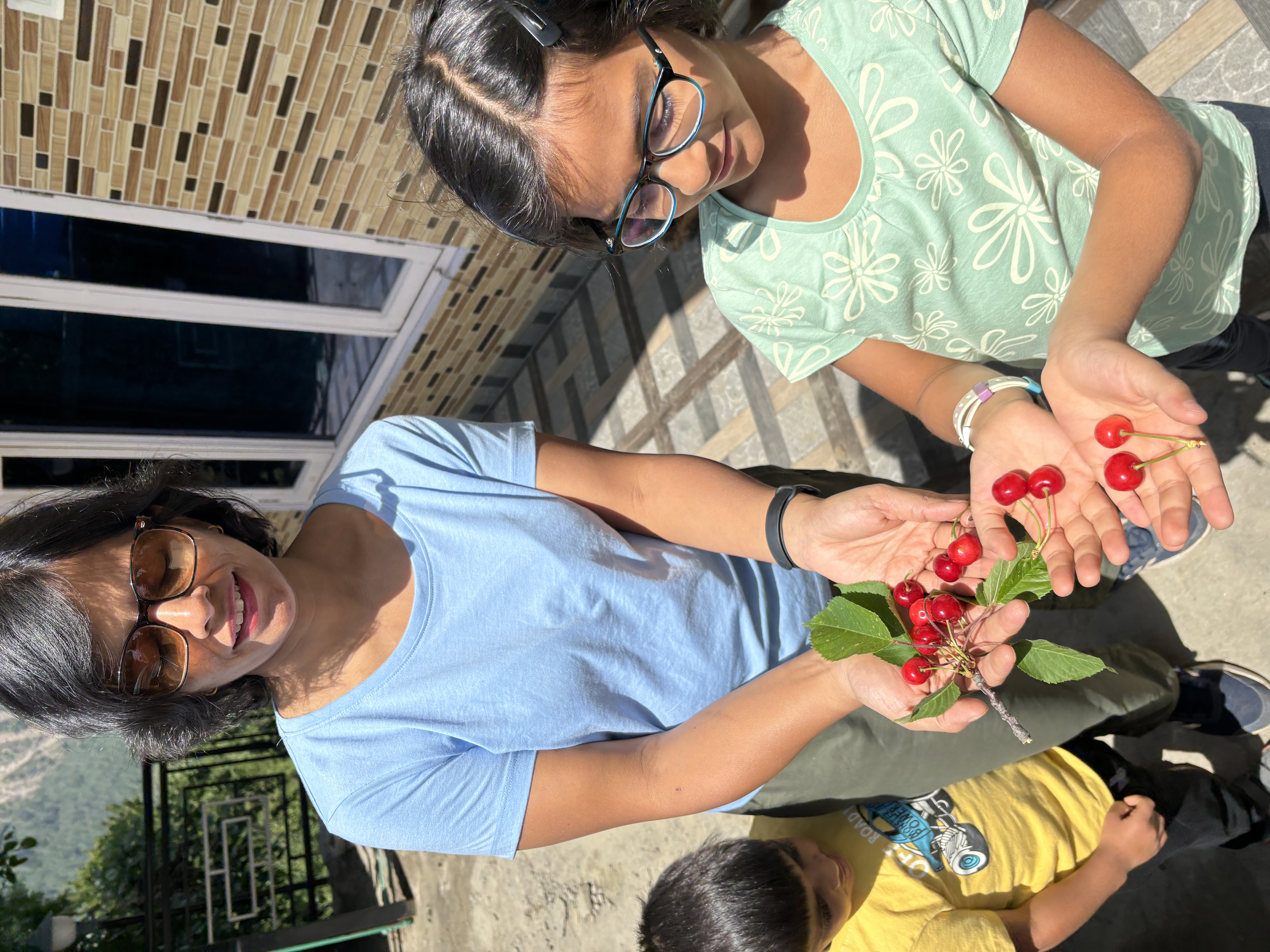 Collected cherries in our palms freshly plucked from the tree