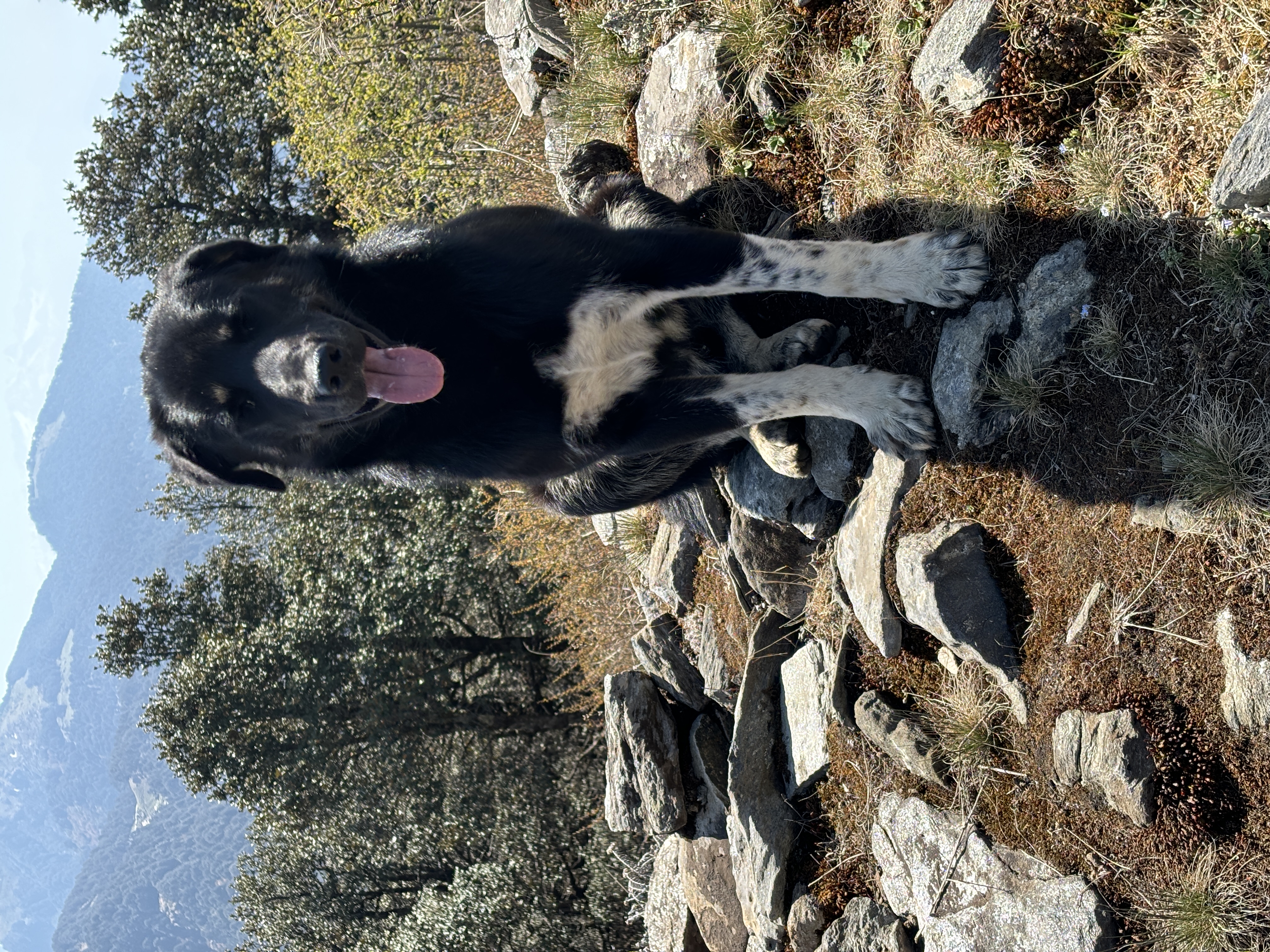 Our canine friend who stayed with us during the detour