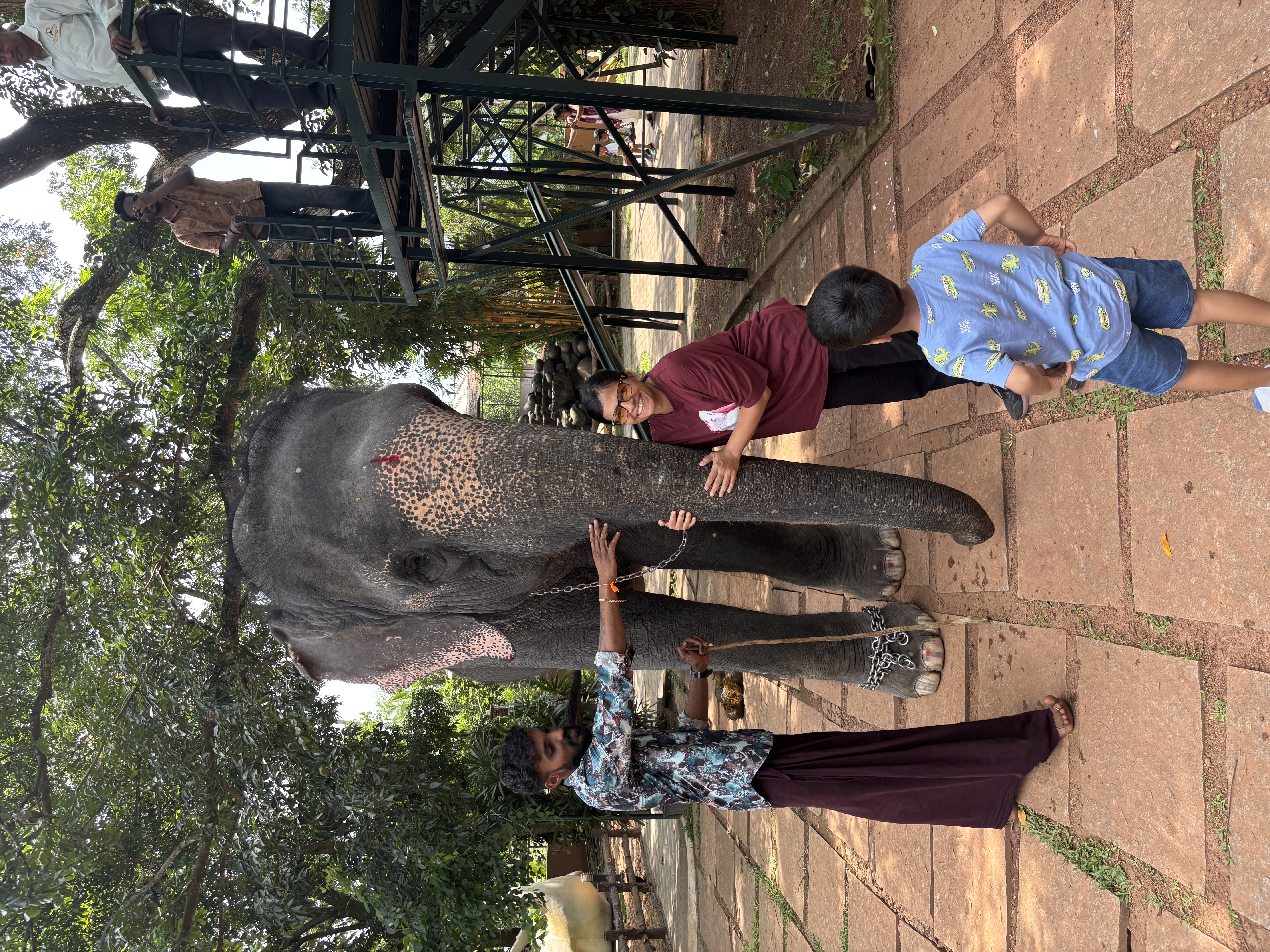 The elephant at Kaveri Elephant Park