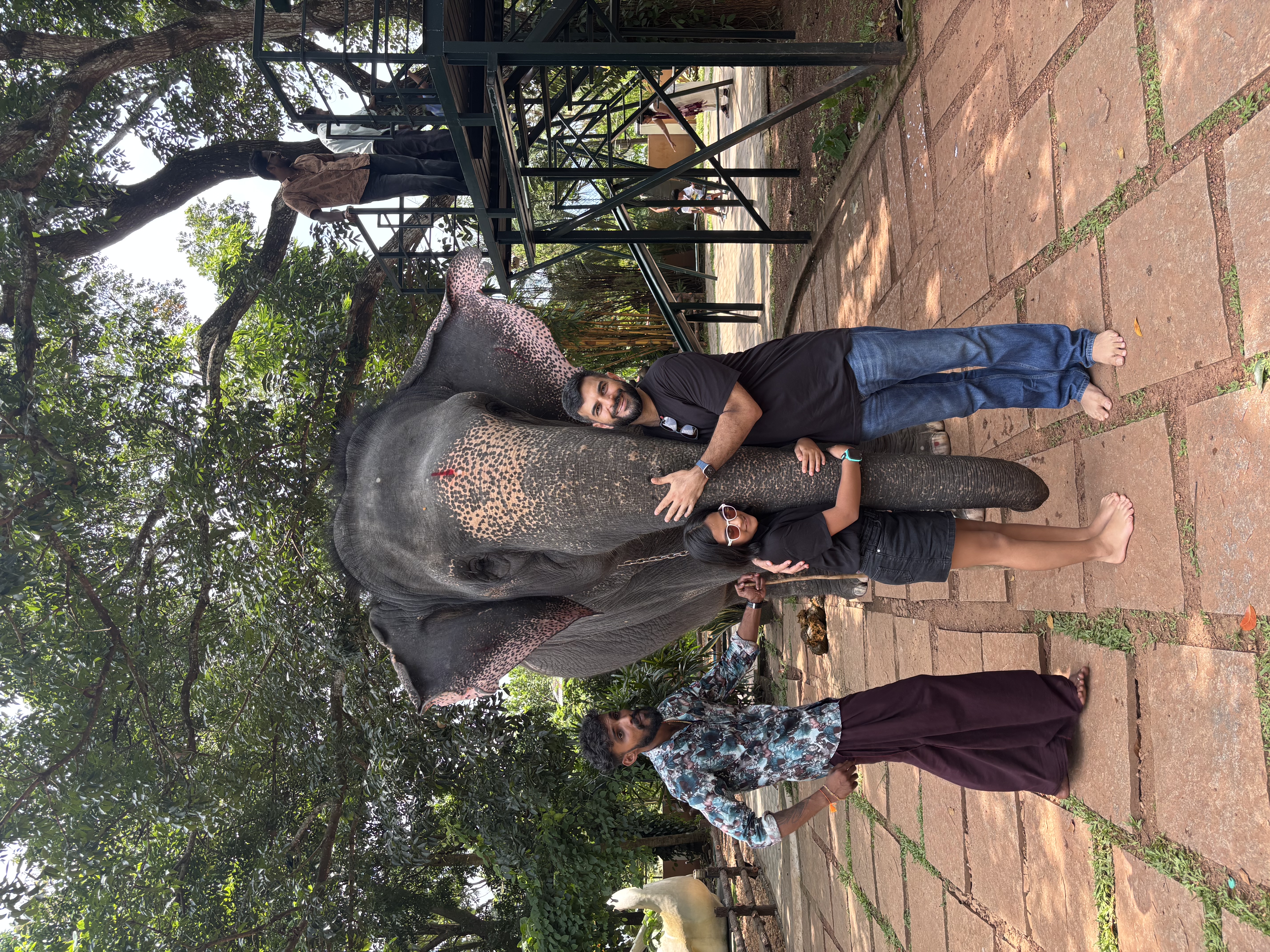 Kaveri Elephant Park's only elephant