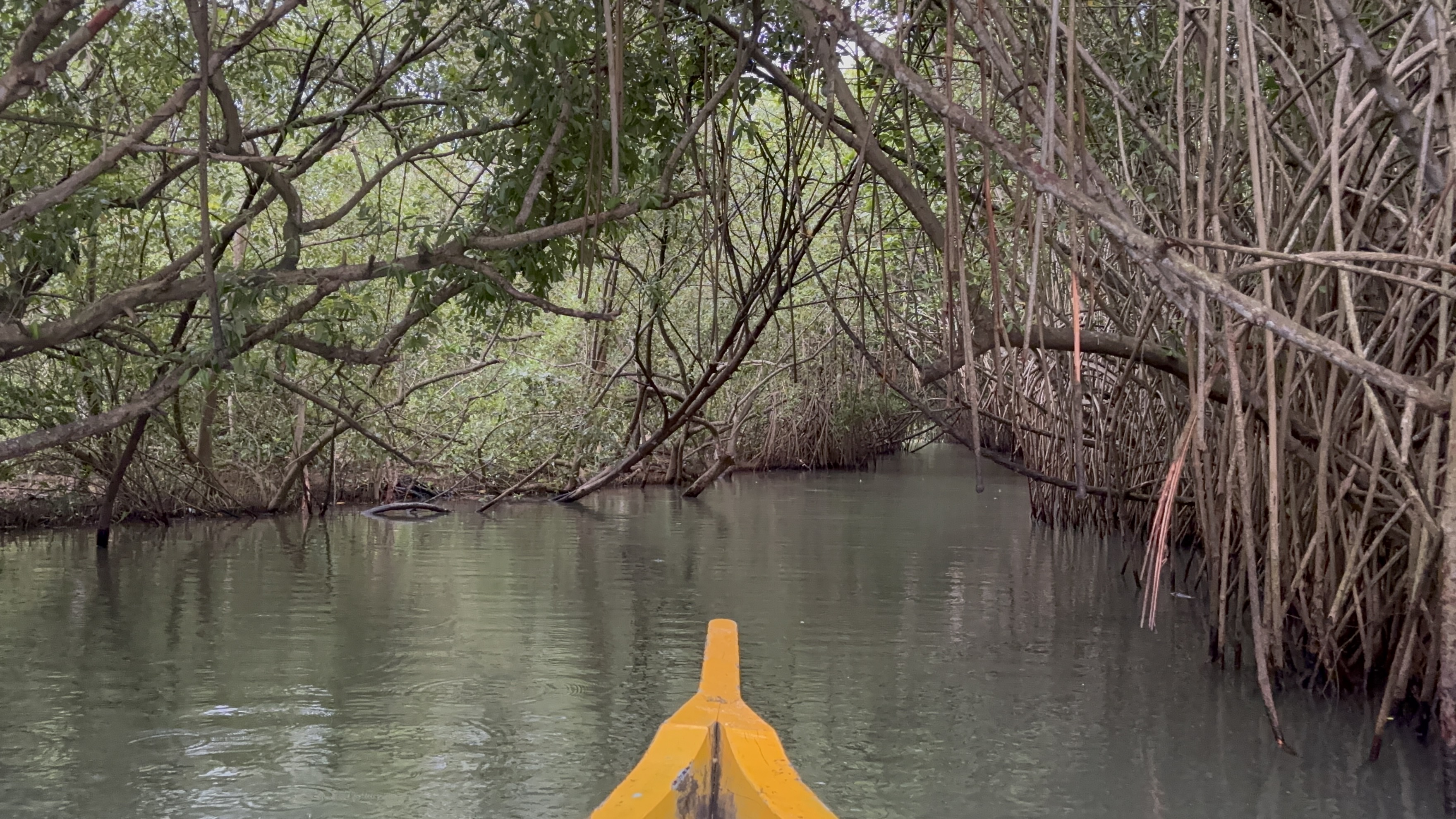 Red mangroves with their aerial roots