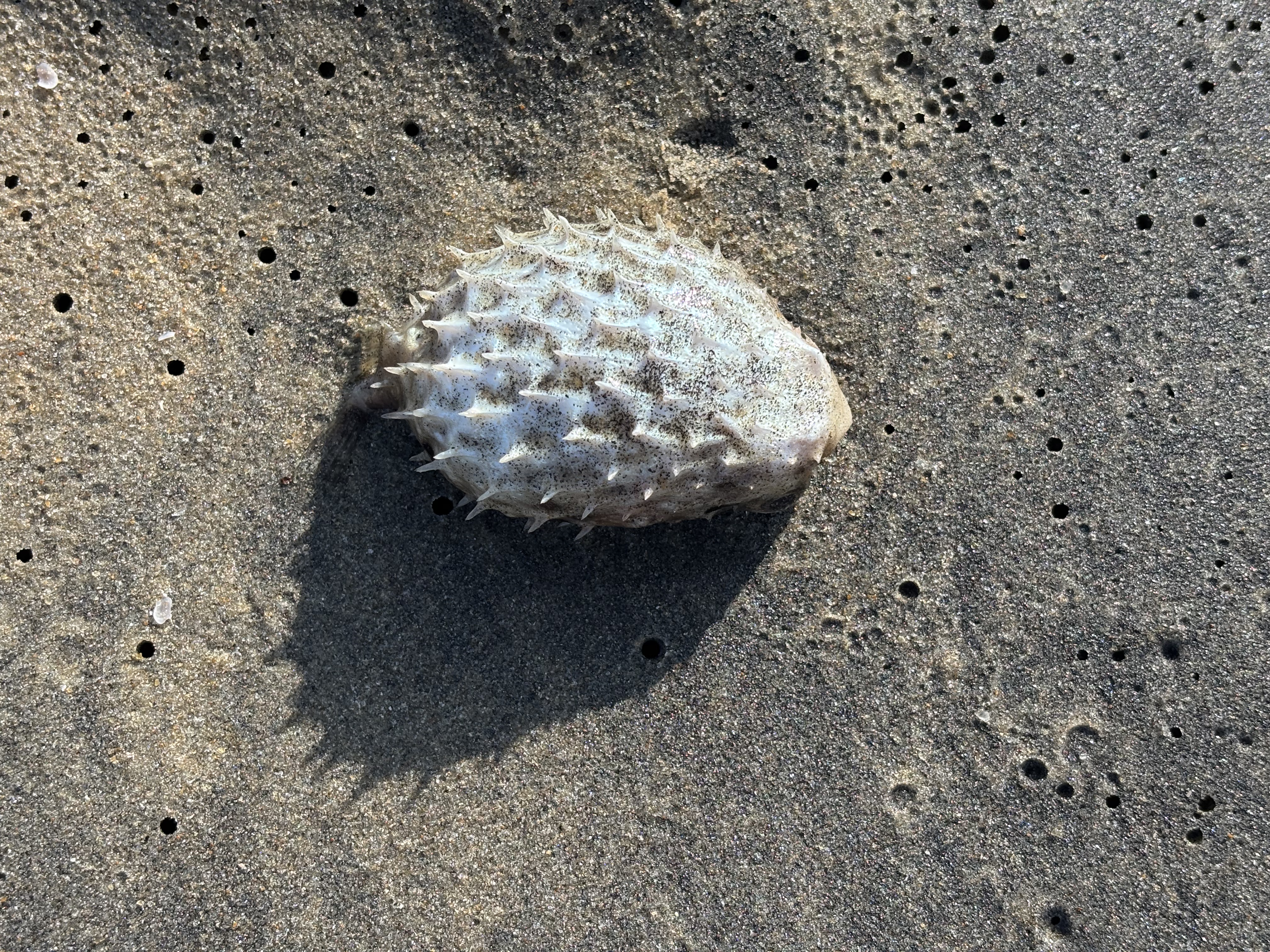 Dead puffer fish on Kappil beach. Stay clear, they are poisonous