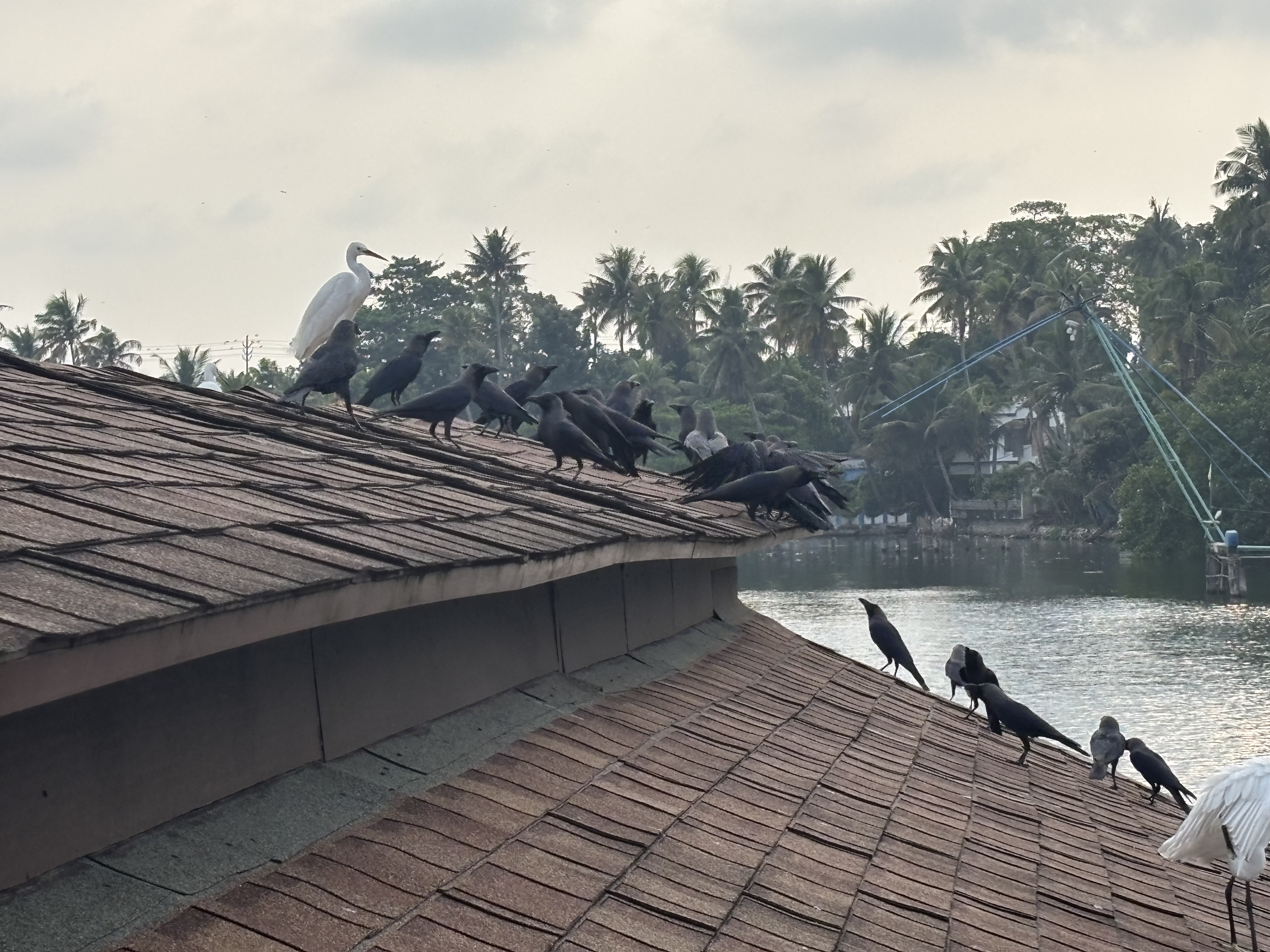 A crow joins us on the ferry