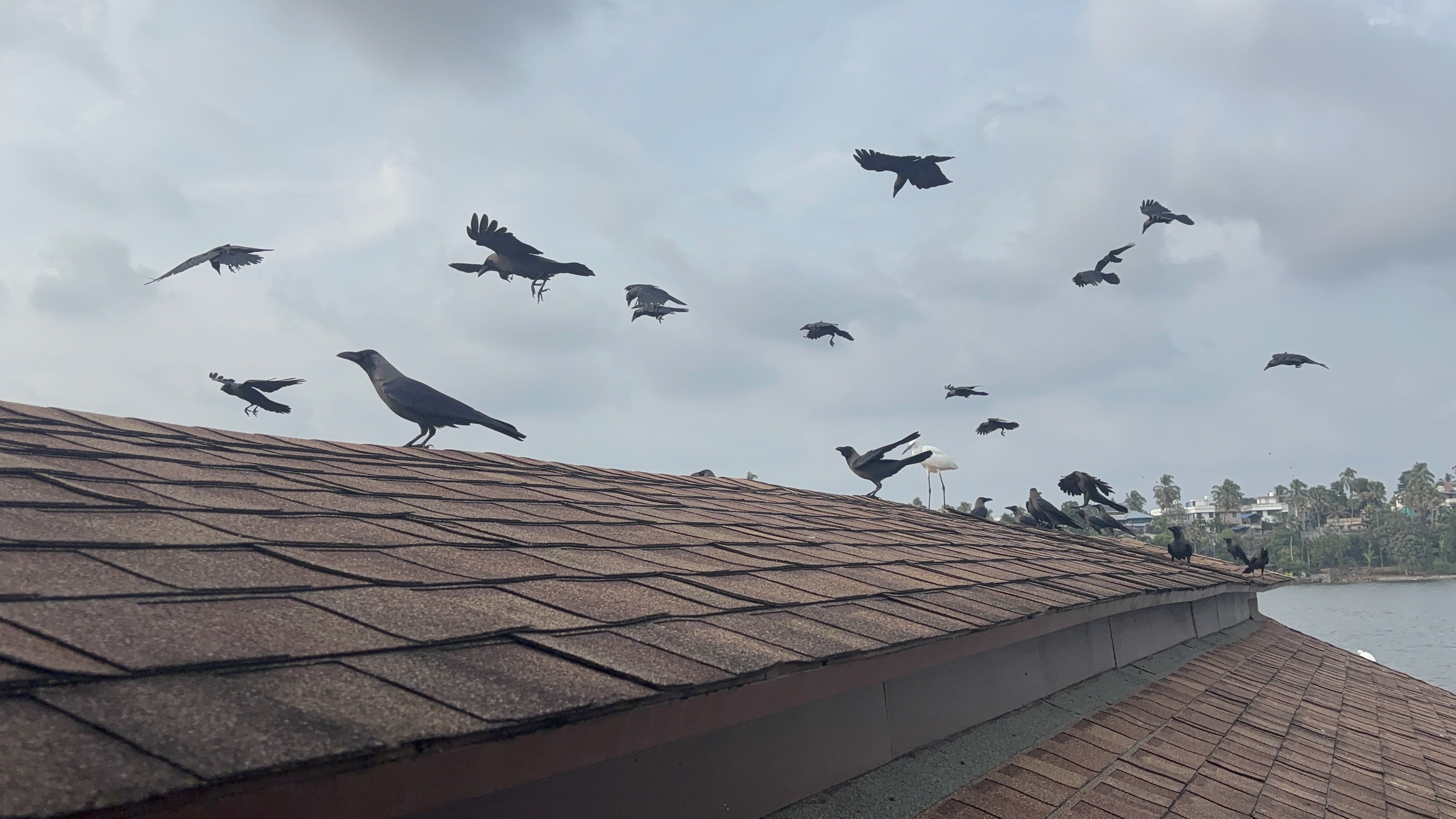 Crows on the ferry