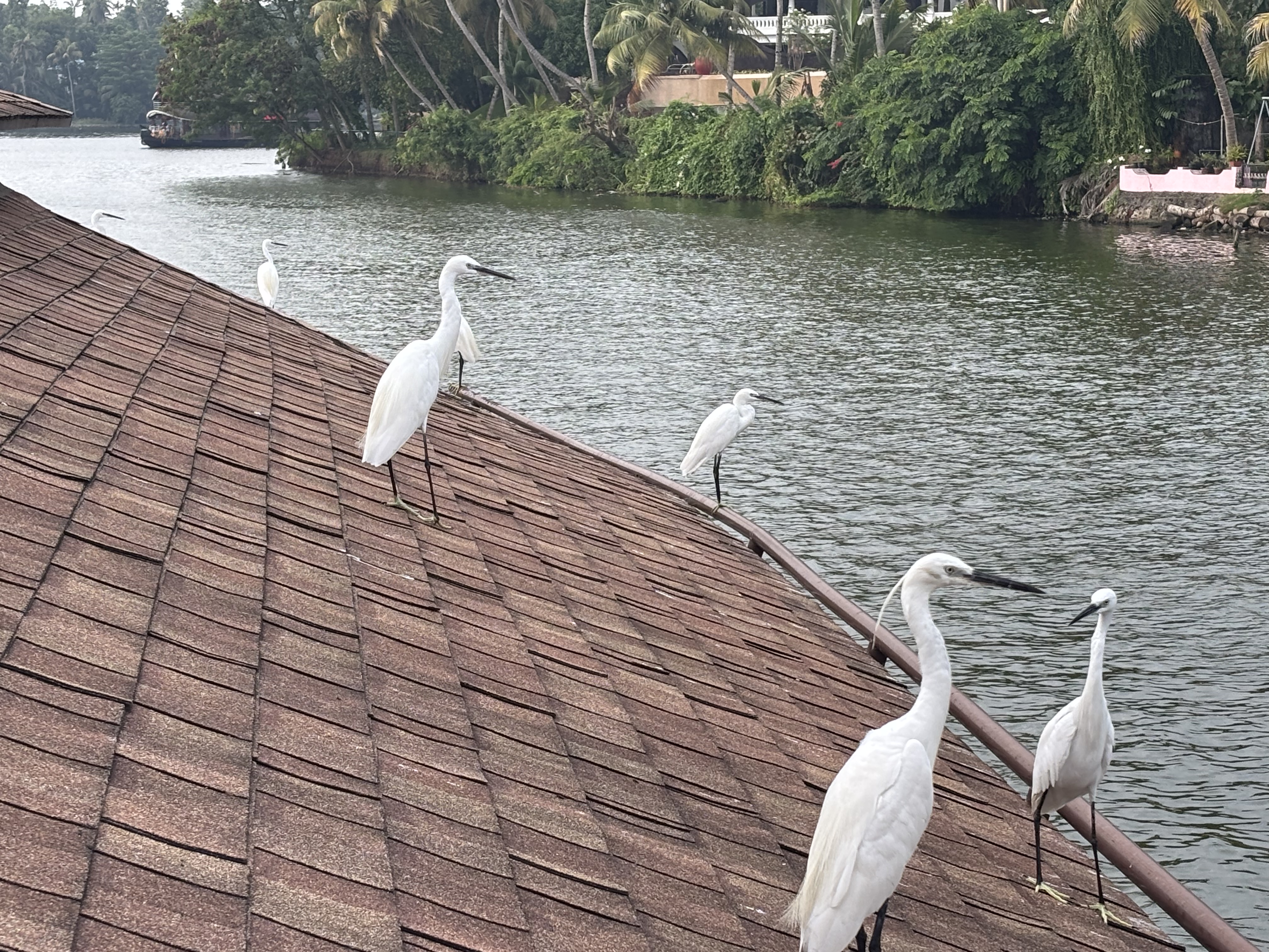 An egret on the ferry