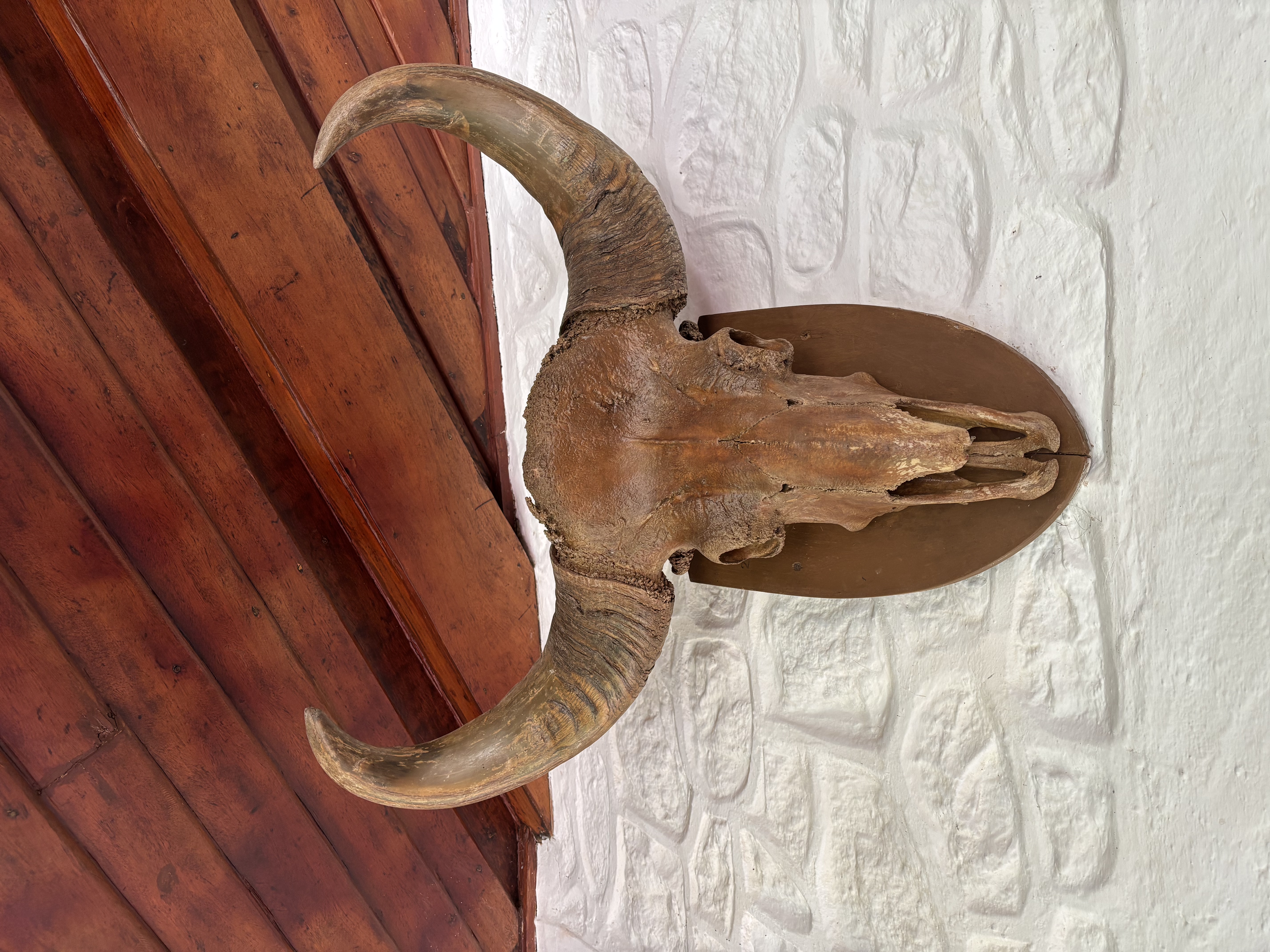 Indian gaur skull