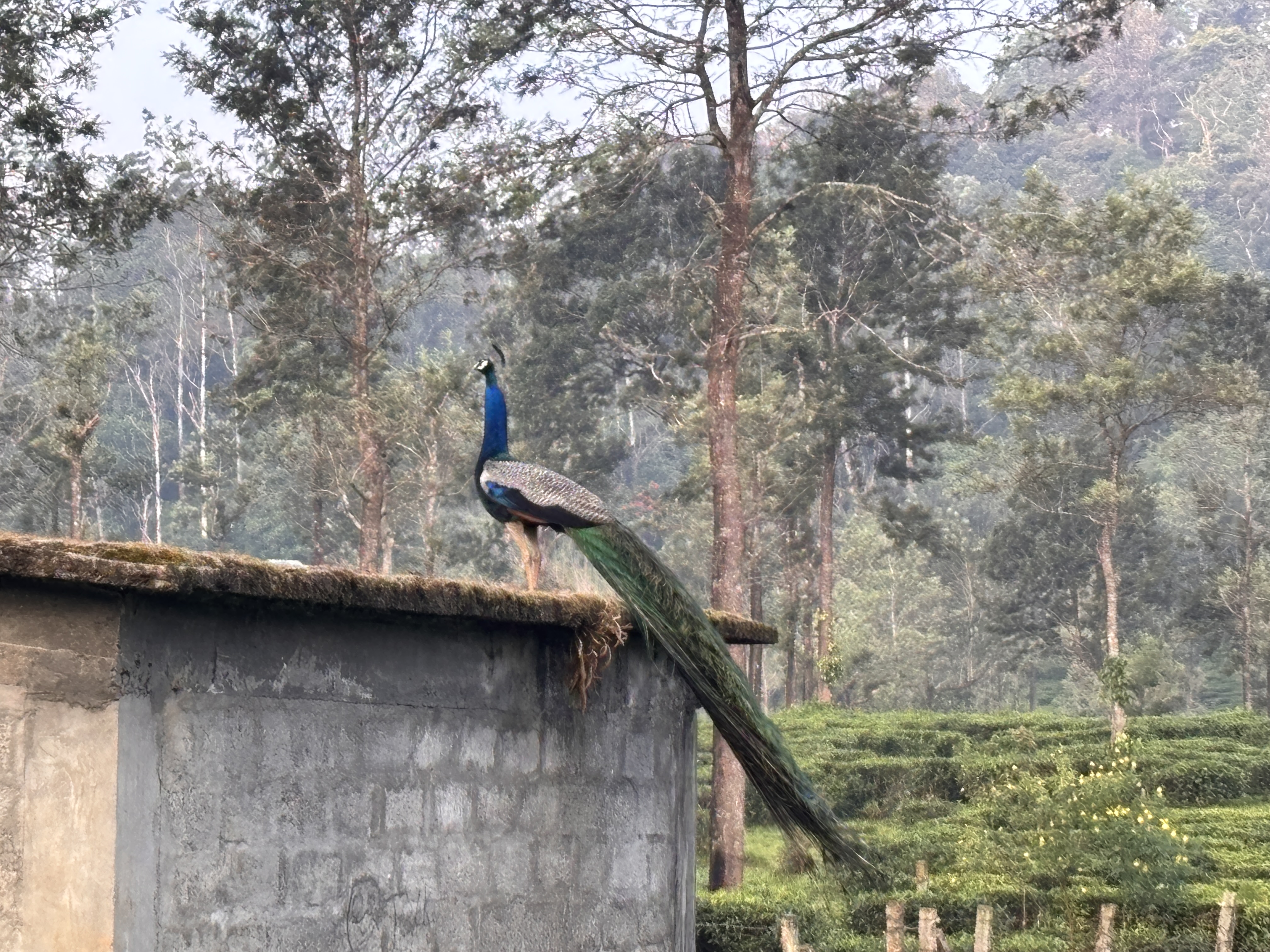 Peacock