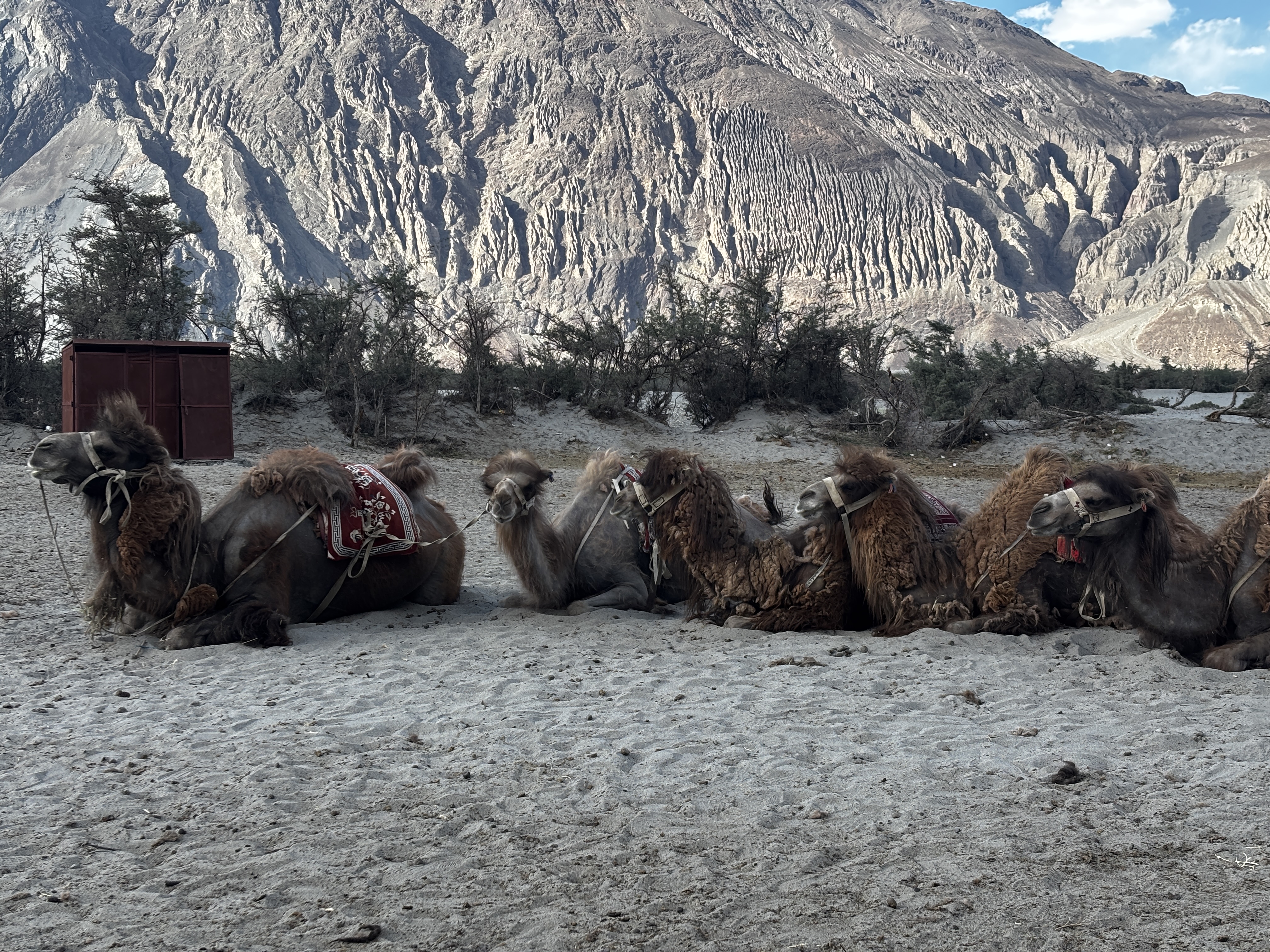 Herd of Bactrian camel, before the toil starts