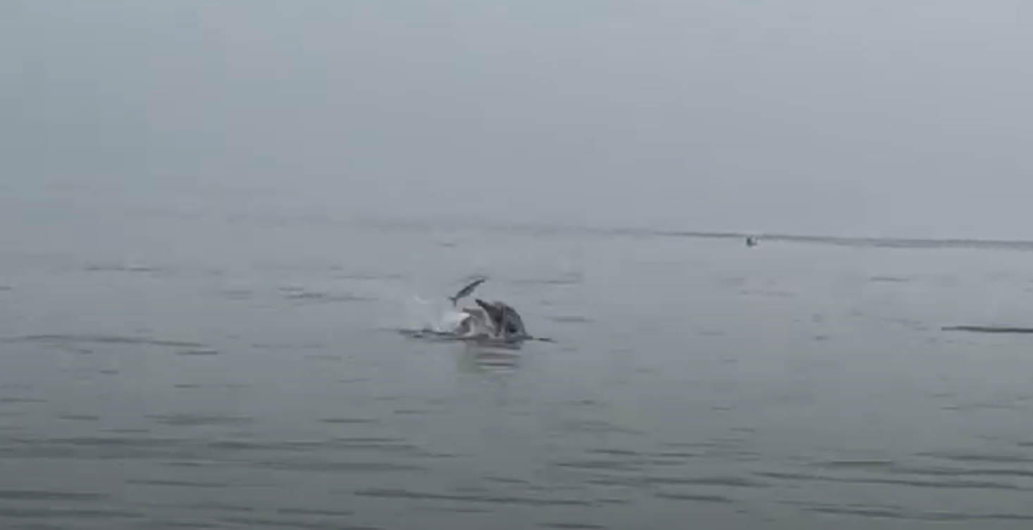 A rare occassion where we saw dolphins passing by the beach in large numbers and catching fishes