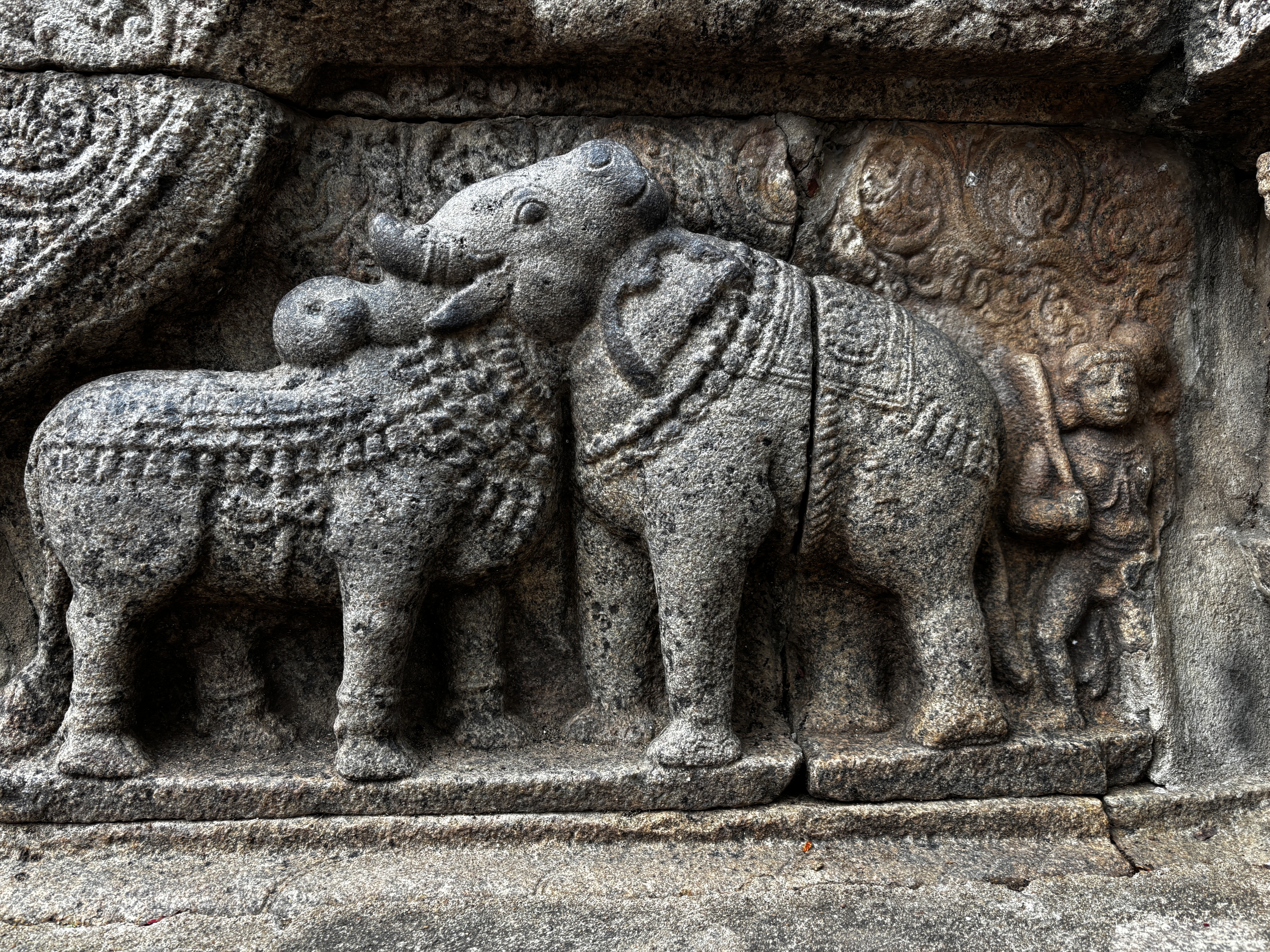 The optical illusion where the left part of the picture with head is bull and the right is elephant